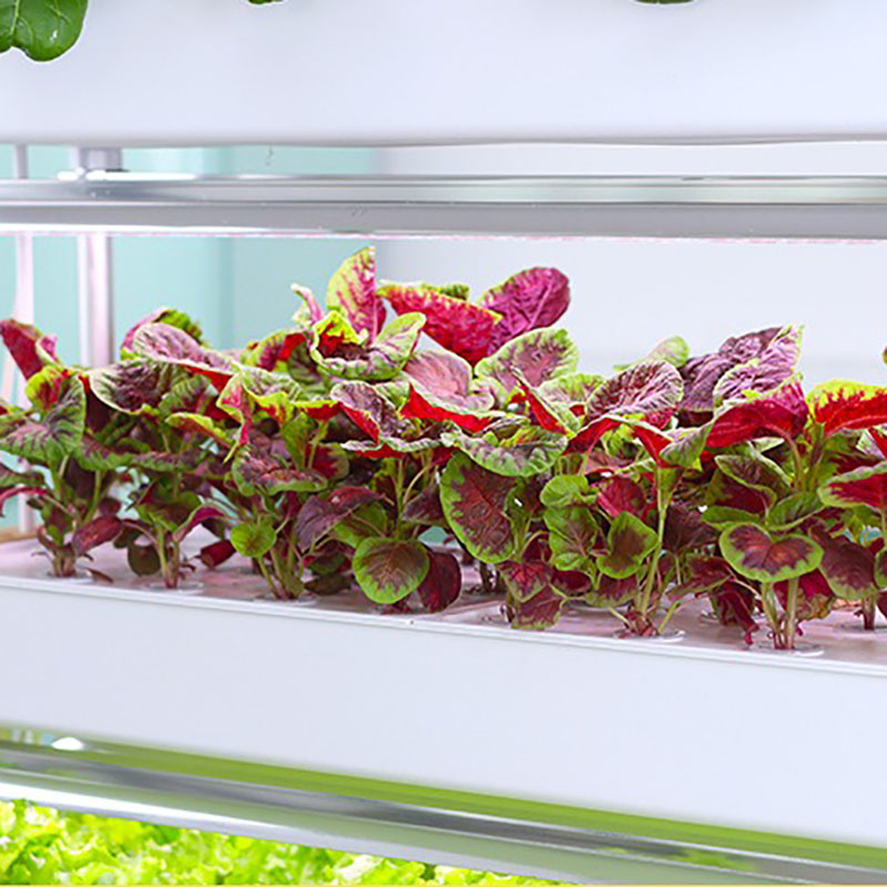 Sistem Tumbuh Hidroponik Verti - Smart Garden Box ulasan dan harga