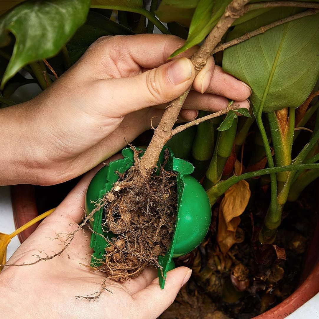 Bola Perakaran Tanaman yang Da - Smart Garden Box ulasan dan harga