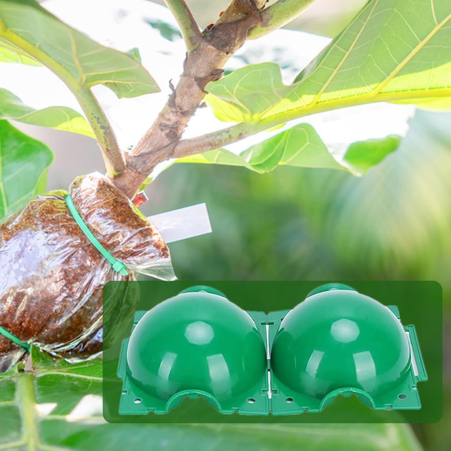 Bola Perakaran Tanaman yang Da - Smart Garden Box ulasan dan harga